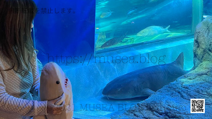 京本大我主演「束の間の一花」3話のロケ地になった水族館を詳しく紹介！